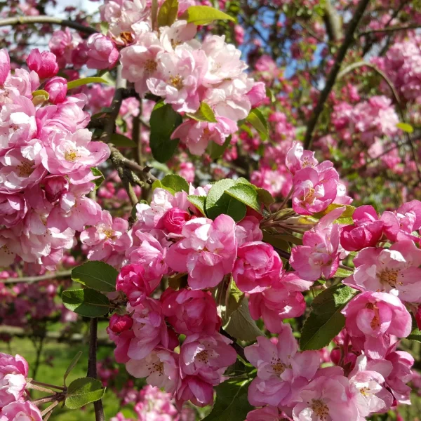Malus magdeburgensis – Malus magdeburgensis