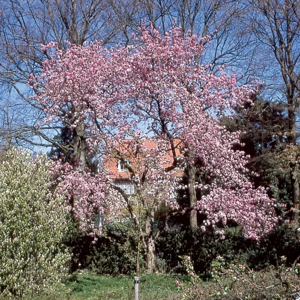 Malus 'Makamik' – Malus 'Makamik'