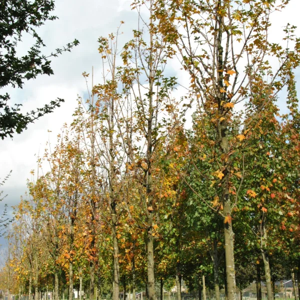 Acer saccharum 'Newton Sentry' – Columnar sugar maple