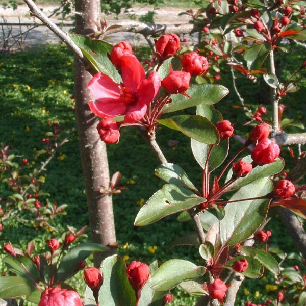 Malus 'Prairiefire' – Malus 'Prairiefire'