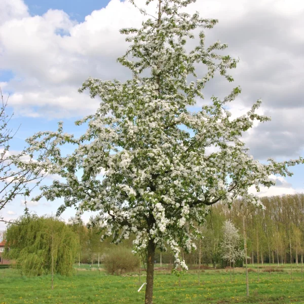 Malus 'Professor Sprenger' – Malus 'Professor Sprenger'