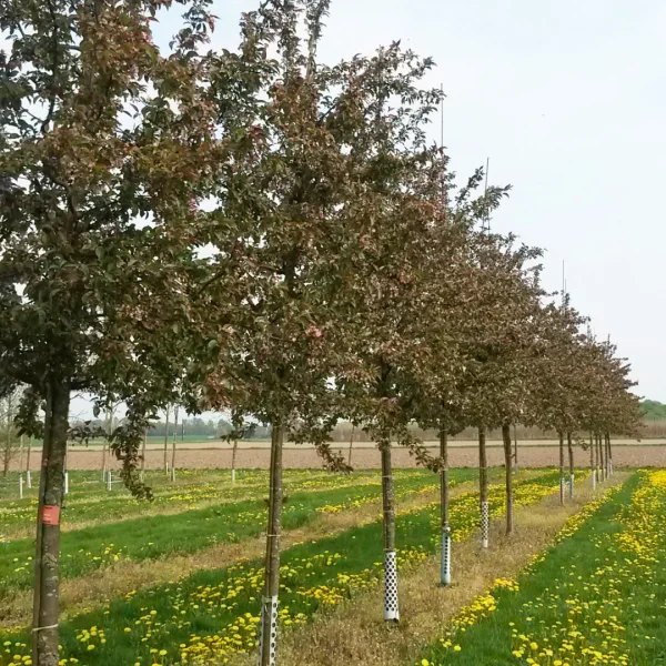 Malus 'Red Baron' – Malus 'Red Baron'