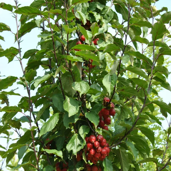 Malus RED OBELISK ('D.V.P. Obel') – Malus RED OBELISK ('D.V.P. Obel')