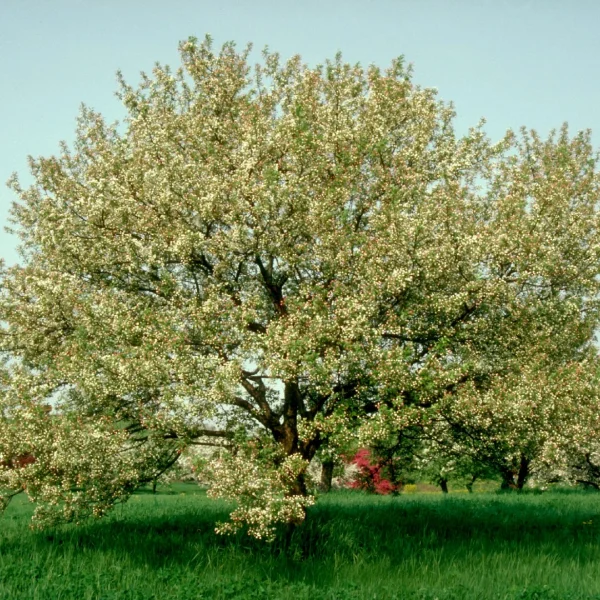 Malus 'Snowdrift' – Malus 'Snowdrift'