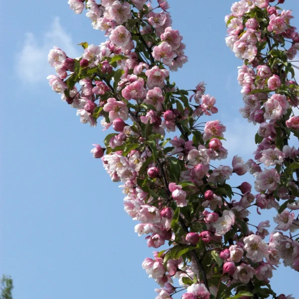 Malus 'Van Eseltine' – Malus 'Van Eseltine'