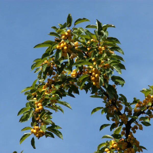 Malus 'Winter Gold' – Malus 'Winter Gold'