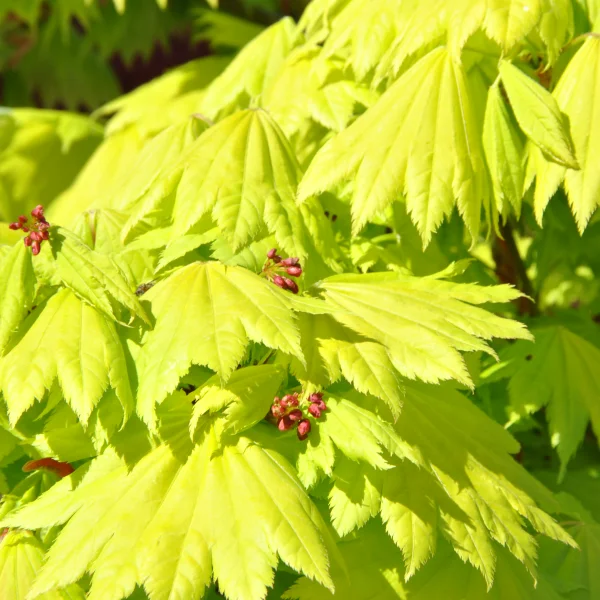 Acer shirasawanum 'Aureum' – Acer shirasawanum 'Aureum'