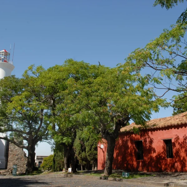 Melia azedarach – Bead tree, China berry, Persian lilac, Pride of India
