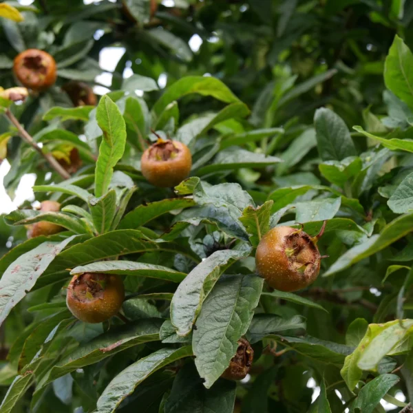 Mespilus germanica – Common wild medlar