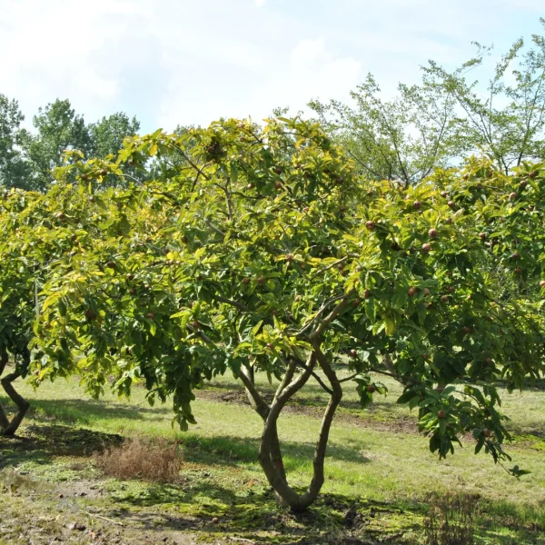 Mespilus germanica 'Bredase Reus' – Mespilus germanica 'Bredase Reus'