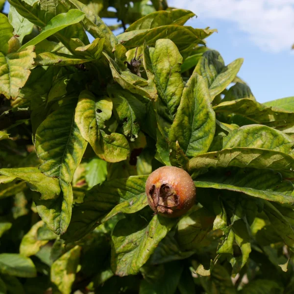 Mespilus germanica 'Macrocarpa' – Mespilus germanica 'Macrocarpa'