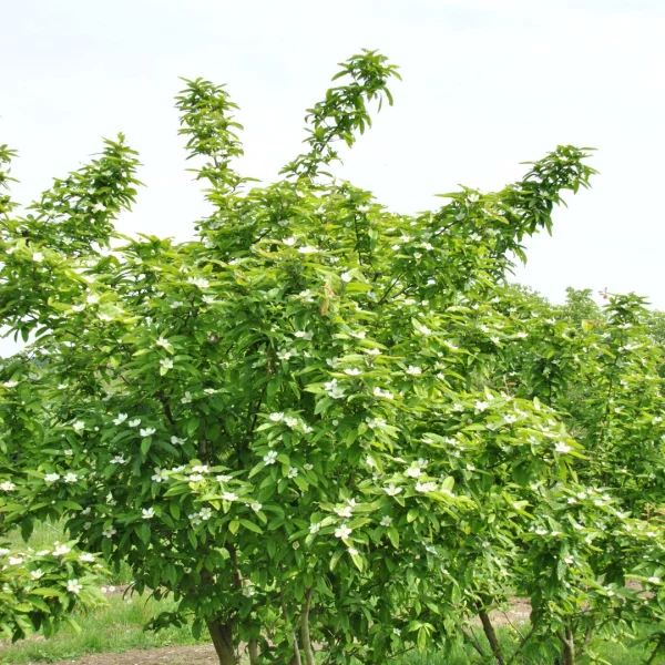 Mespilus germanica 'Westerveld' – Mespilus germanica 'Westerveld'
