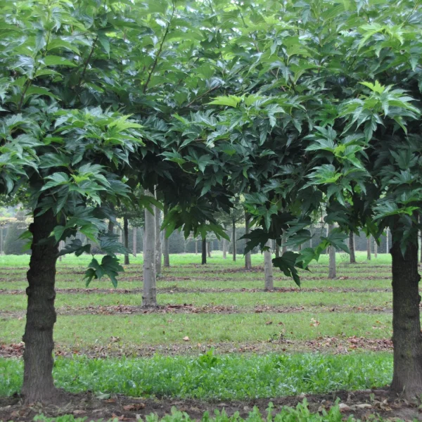 Morus alba 'Fruitless' – Morus alba 'Fruitless'