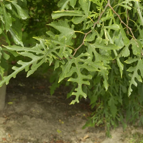 Morus alba 'Laciniata' – Morus alba 'Laciniata'