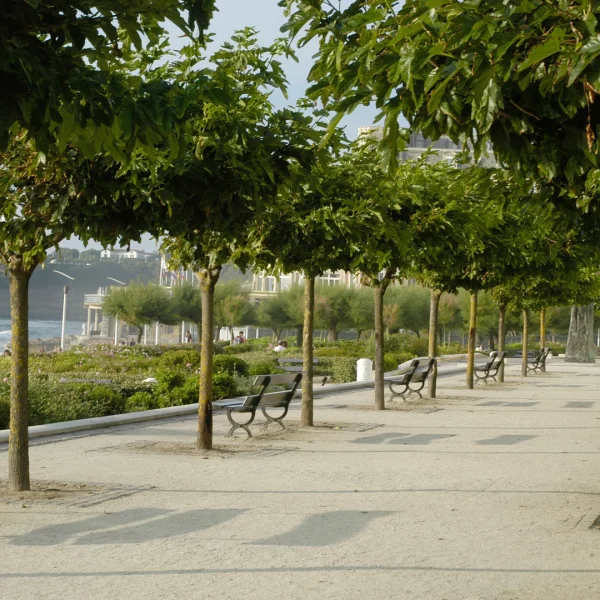 Morus alba 'Macrophylla' – White mulberry