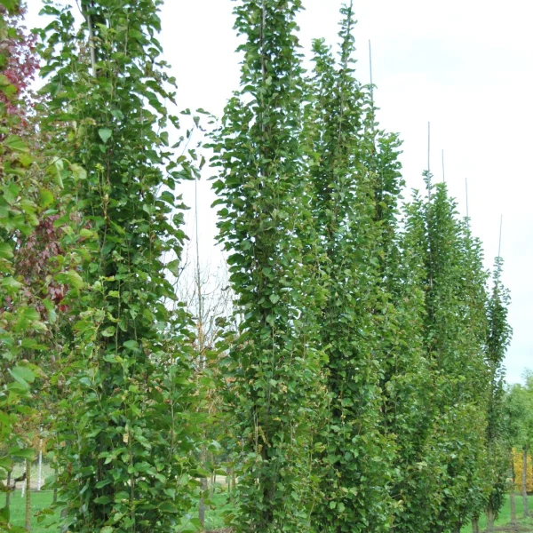Morus alba 'Pyramidalis' – White mulberry