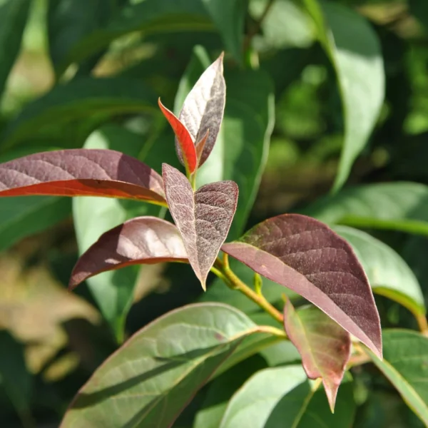 Nyssa sylvatica 'Red Red Wine' – Nyssa sylvatica 'Red Red Wine'