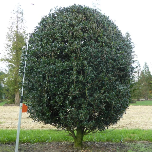 Osmanthus heterophyllus – Osmanthus heterophyllus