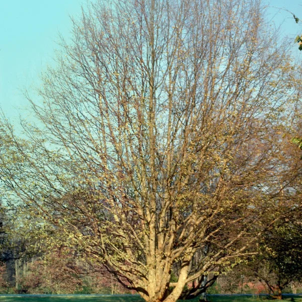 Ostrya virginiana – American hop hornbeam, Eastern hopbeam, Ironwood
