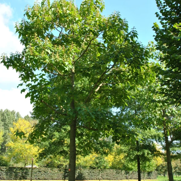 Paulownia elongata – Paulownia elongata