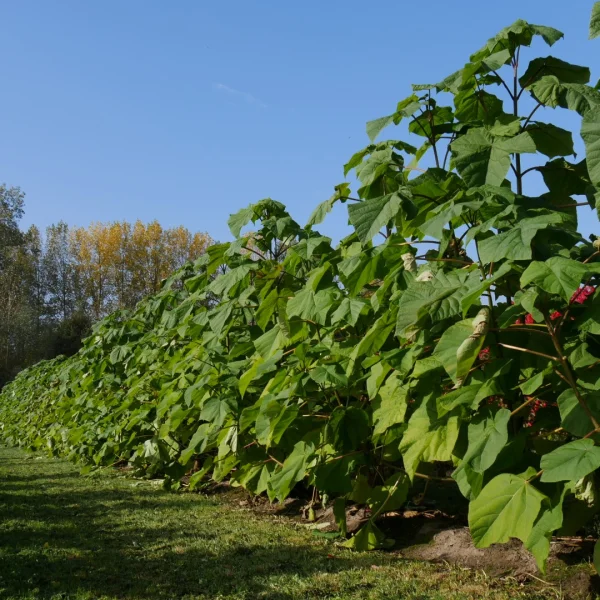 Paulownia fortunei FAST BLUE ('Minfast') – Paulownia fortunei FAST BLUE ('Minfast')