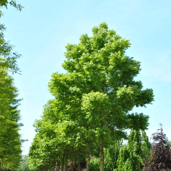 Phellodendron amurense var. lavallei – Lavalle corktree