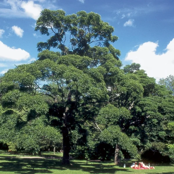 Phellodendron japonicum – Japanese cork tree