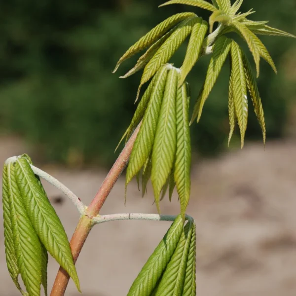 Aesculus ×arnoldiana – Aesculus ×arnoldiana