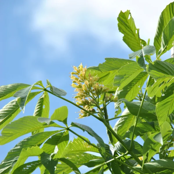 Aesculus 'Autumn Splendor' – Aesculus 'Autumn Splendor'