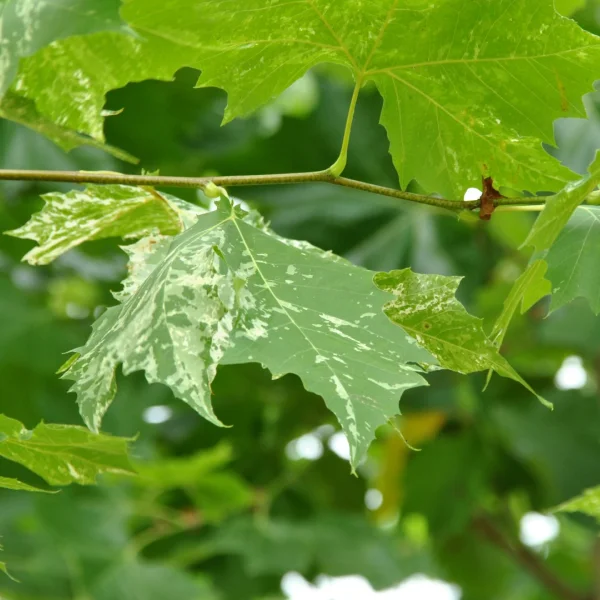Platanus ×hispanica 'Suttneri' – Platanus ×hispanica 'Suttneri'