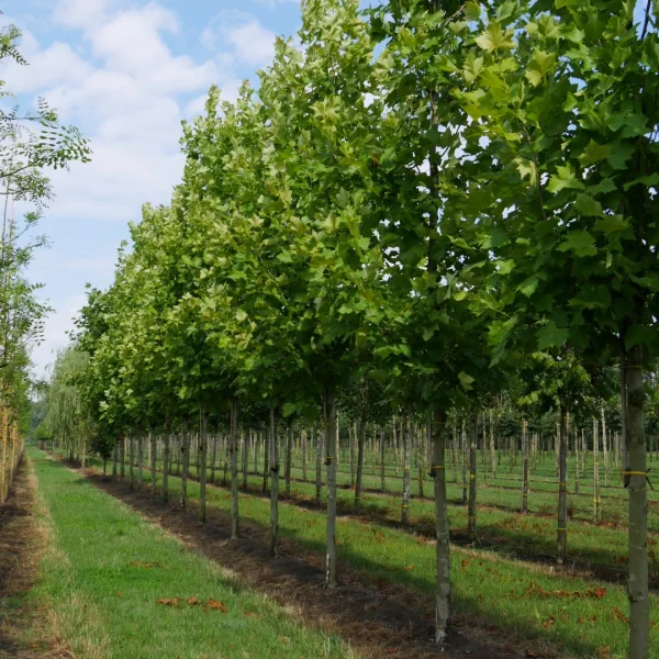 Platanus ×hispanica 'Tremonia' – Platanus ×hispanica 'Tremonia'