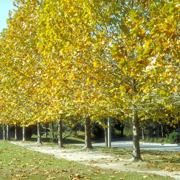 Platanus occidentalis – American plane tree, Western plane, Buttonball, American sycamore