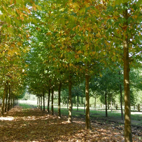 Platanus orientalis var. cuneata – Platanus orientalis var. cuneata
