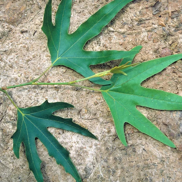 Platanus orientalis 'Digitata' – Platanus orientalis 'Digitata'