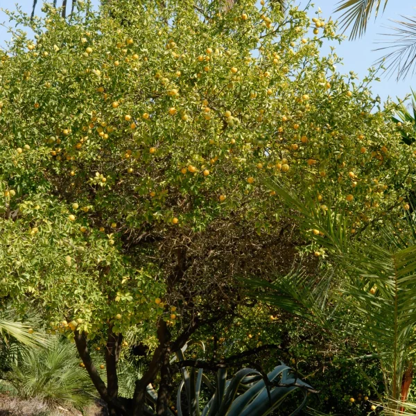 Poncirus trifoliata – Bitter orange, Japanese bitter orange