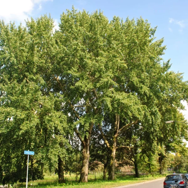 Populus ×canescens – Grey poplar