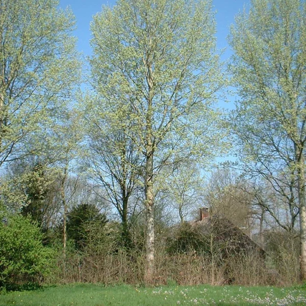Populus ×canescens 'Schubu' – Populus ×canescens 'Schubu'
