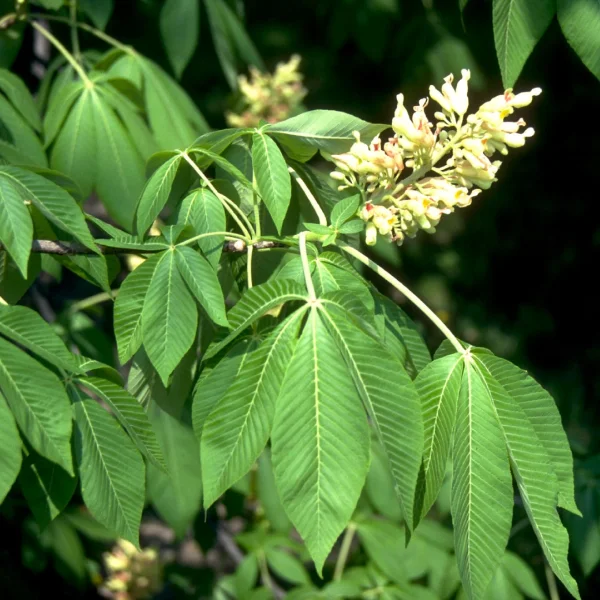 Aesculus flava – Sweet buckeye, Yellow buckeye