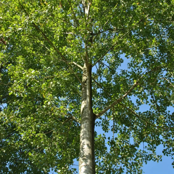 Populus ×canadensis 'Robusta' – False Lombardy poplar
