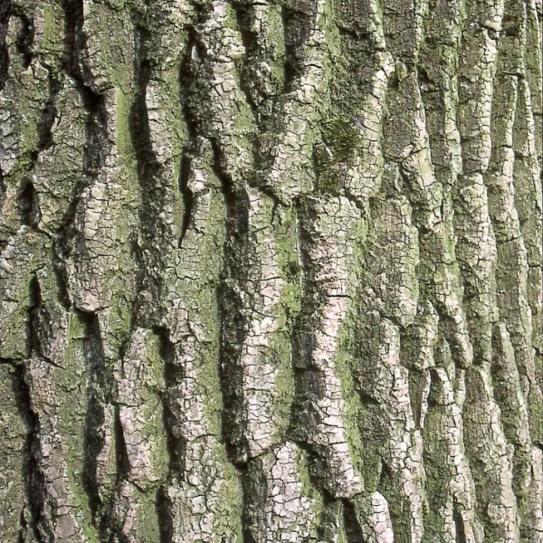 Populus ×canadensis 'Spijk' – Populus ×canadensis 'Spijk'