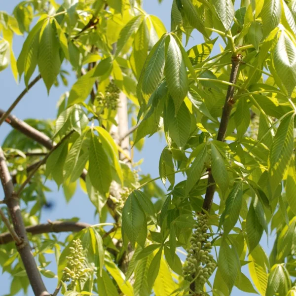Aesculus glabra leucodermis – Aesculus glabra leucodermis