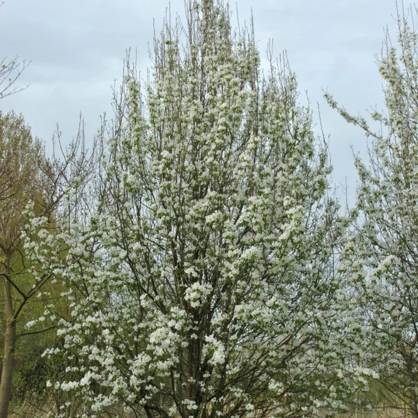 Pyrus communis subsp. caucasica – Common pear, Garden pear