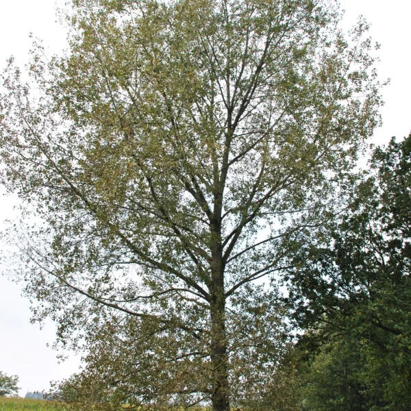 Populus nigra 'Wolterson' – Populus nigra 'Wolterson'