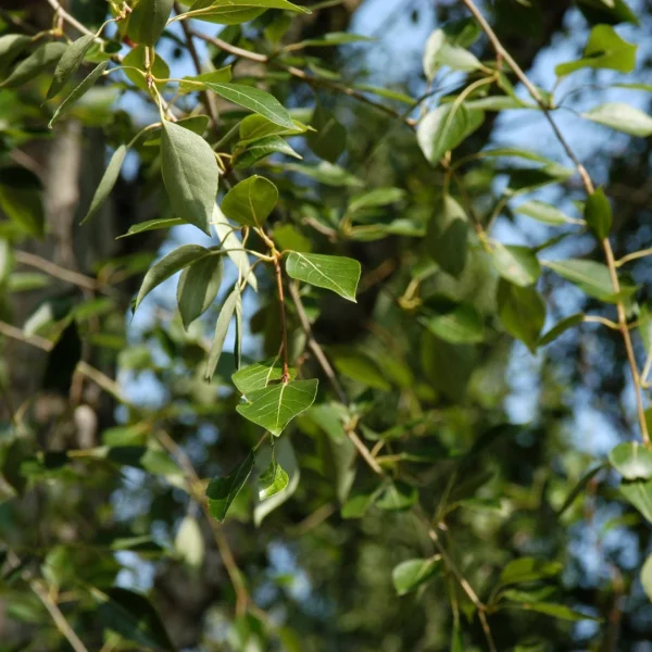 Populus simonii – Populus simonii