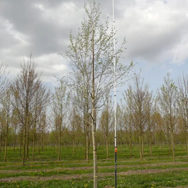 Populus tremuloides – Populus tremuloides