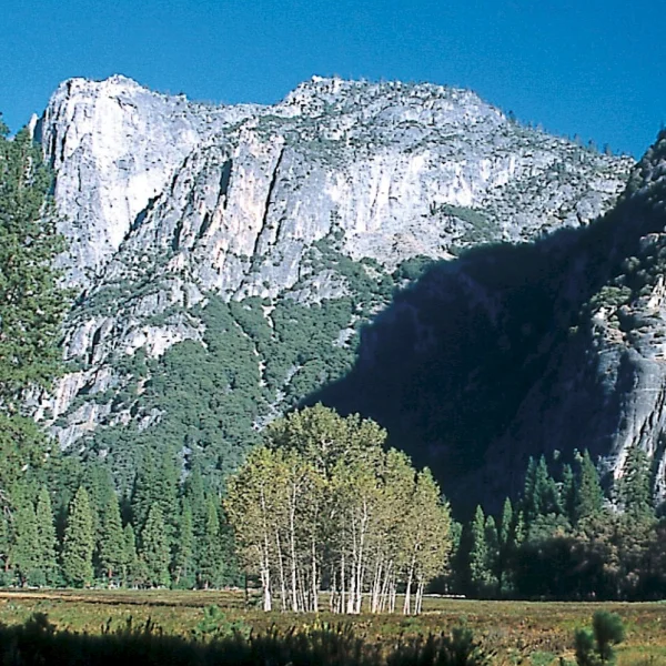 Populus trichocarpa – Western balsam poplar,  Black cottonwood