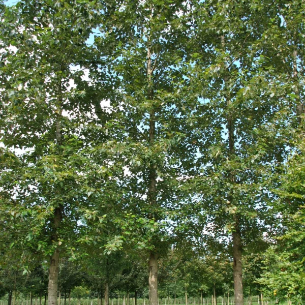 Populus trichocarpa 'Columbia River' – Populus trichocarpa 'Columbia River'