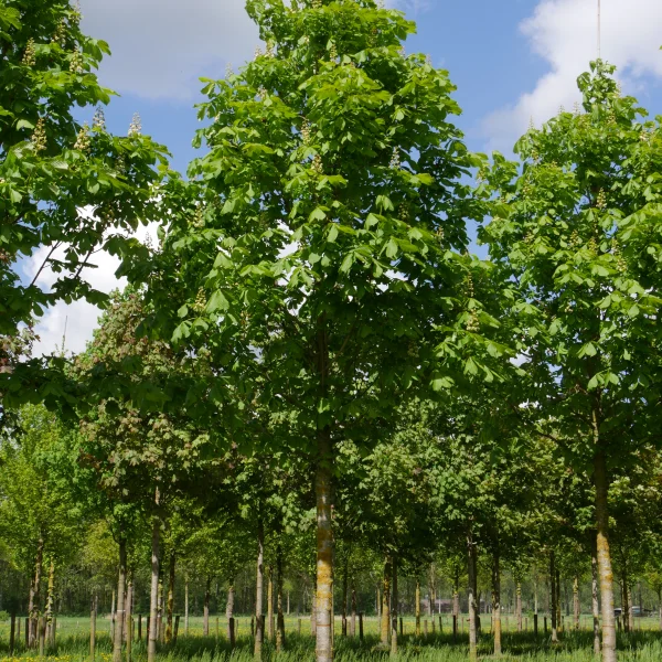 Aesculus hippocastanum 'Baumannii' – Aesculus hippocastanum 'Baumannii'