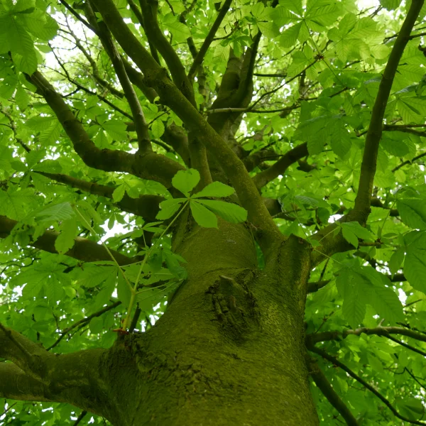 Aesculus hippocastanum 'Pyramidalis' – Aesculus hippocastanum 'Pyramidalis'
