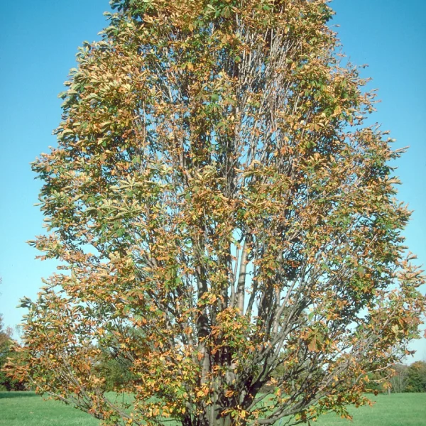 Aesculus hippocastanum 'Umbraculifera' – Aesculus hippocastanum 'Umbraculifera'